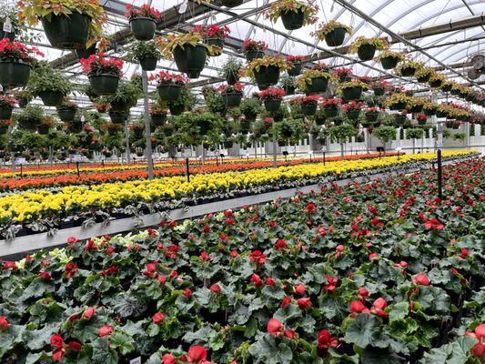 Begonias on the table in the Westbrook greenhouse and assorted hanging baskets