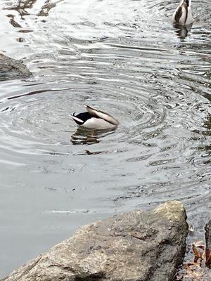 Duck paddle