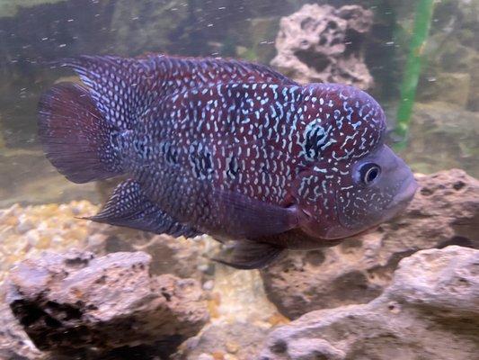 Flowerhorn male.