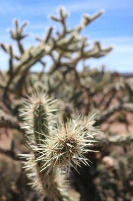 Joshua tree