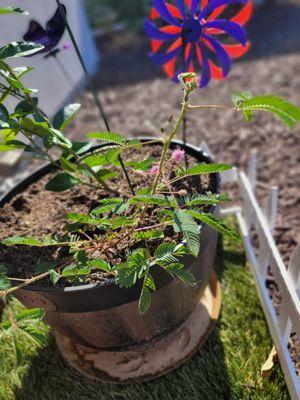 New Sensitive Plant(flowering)