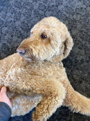 Charlie who is Ganley Toyota's service dog