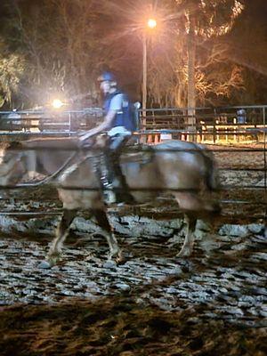 Training a Mustang.