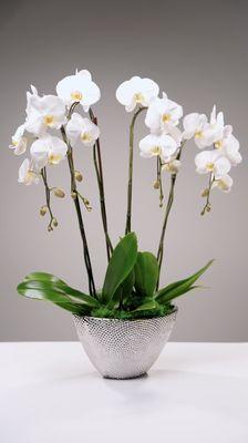 Exquisite potted orchids to enrich any space.