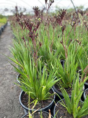 Kangaroo paw