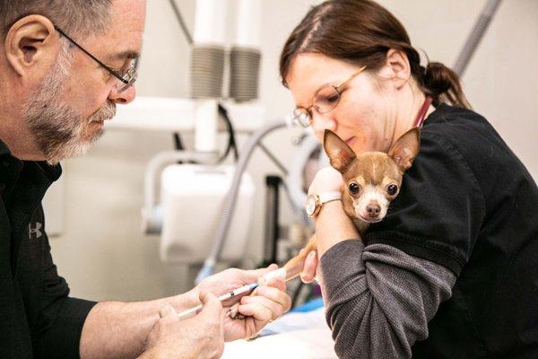 This sweet girl is being prepped for her dental surgery.