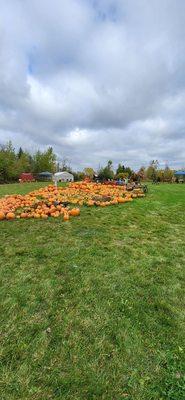 Lots if pumpkins to choose from