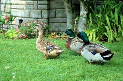 The Ducks love us.