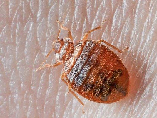 Bedbugs...we will take care of them for you.