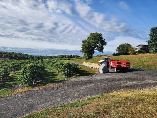 Hundreds of acres under cultivation