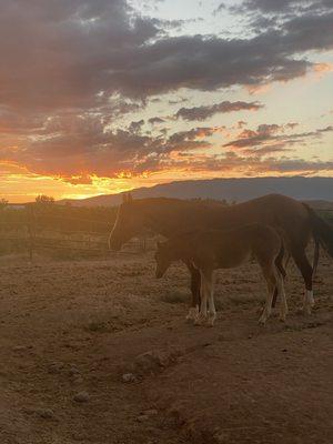 sunset quarter horse mare and foal at Avaritte Performance Horses in Austin Colorado