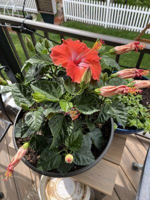 A great hibiscus that we hope the squirrels do not eat