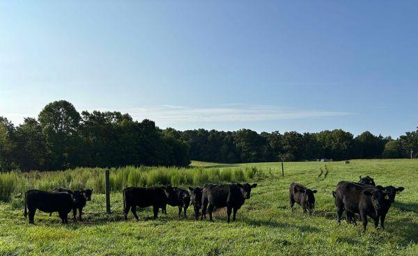 A few of our Angus Cattle.