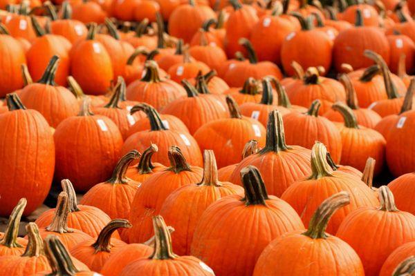 pumpkins as far as the eye can see...