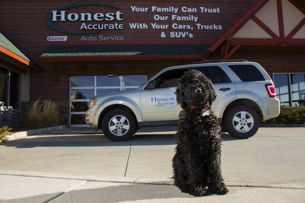 Diesel is our shop dog!