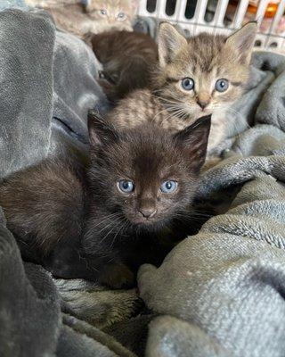 Stray kittens