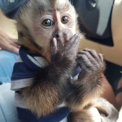 Local baby Capuchin Monkeys for Adoption Local baby Capuchin Monkeys for Adoption Email us ( mispachoo4@gmail.com ) or text and call +1