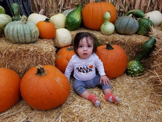 Pumpkins of all shapes and sizes.