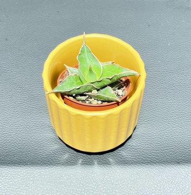 Beautiful and adorable plant and pot