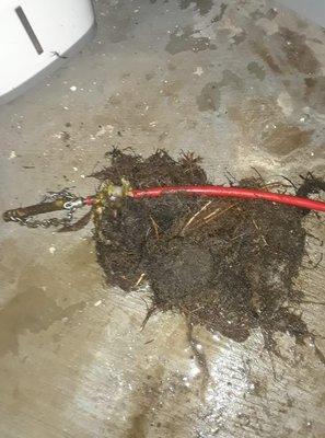 Got roots? Find out by giving us a call today. 260-446-4221