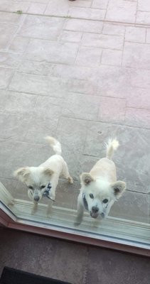 My 2 chihuahua pomeranian groomed