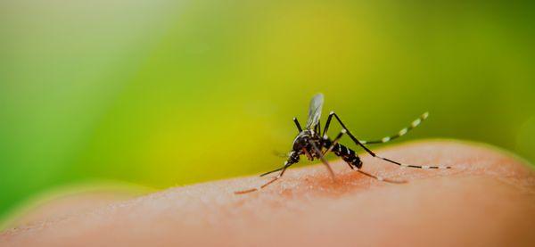 Mosquito Control - Hawkeye Pest Control