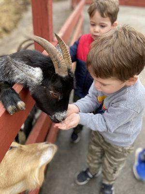 Bags of feed cost extra but worth the fun. My kids loved it!