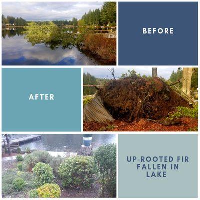 Up rooted fir that fell in a lake. We removed the tree from the lake & replant rootball back into the ground