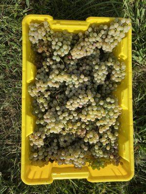 Grape Harvest