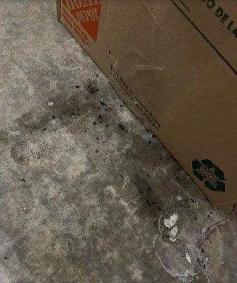 Poop that was UNDER one of my boxes. I mean...how is that even possible?????