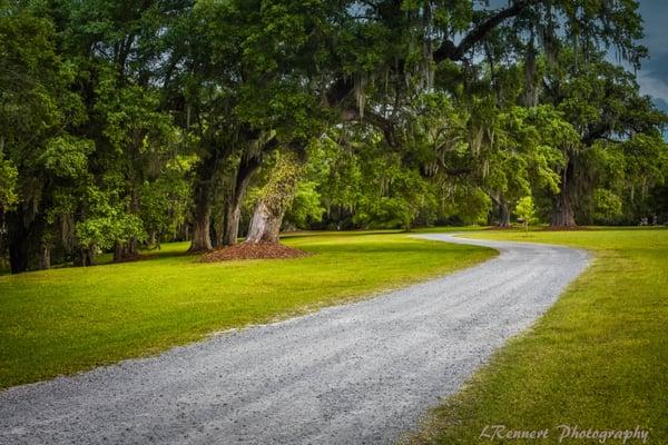 The beauty of the Lowcountry