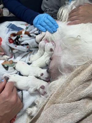 Ensuring all puppies are nursing