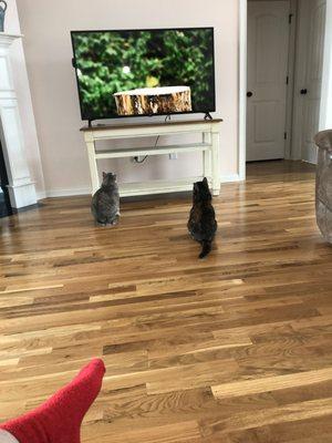 My two girls watching cat TV.