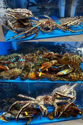 Few $1000 worth of King Crabs & Lobsters