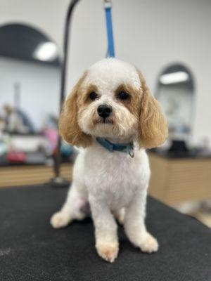 After his groom