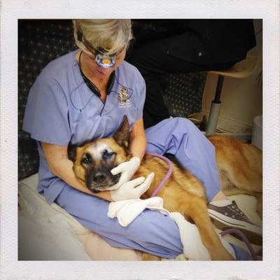 MVC's dental technician is able to calm animals to almost sleeping as she cleans their teeth without the need for any anesthesia