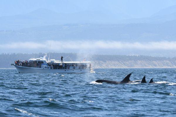 Puget Sound Express - Port Angeles