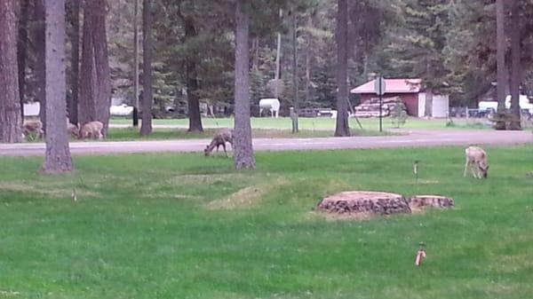 Seven deer regularly wander around the site and we're even walking cautiously towards us for a bit.