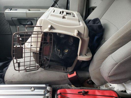 Kitty waiting patiently on the back parking lot.