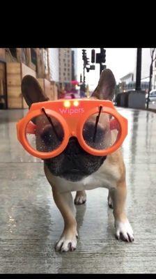 Most want sunglasses but this little fella wanted rain-glasses...... :-)