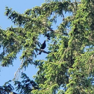 The annoyingly loud crow above me, as I fish here at Hagg Lake.