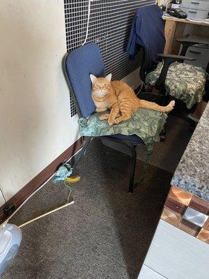 Cute cat at the reception area