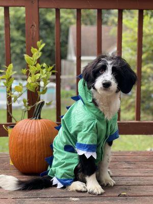 Ford the Aussiedoodle pup says Happy Halloween!