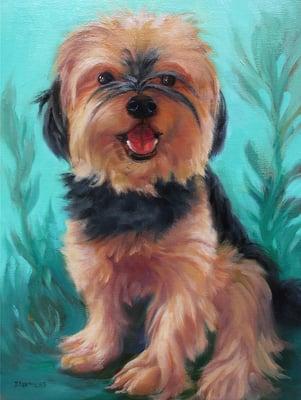 Yorkshire Terrier