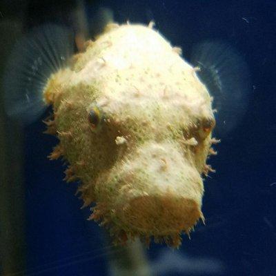 A hairy pufferfish in one of our tanks.