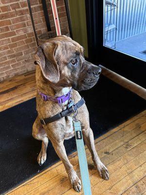 A dog-friendly patio!