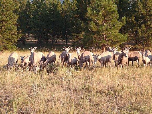 Wildlife spotted on Wild Horse Island