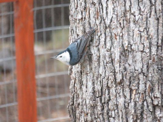 White-breasted Nuthatch