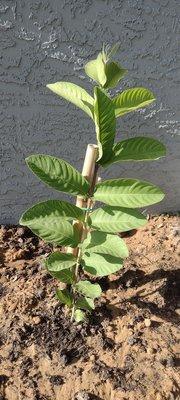 Guava leaves had better grow fast for sugar lowering teas.