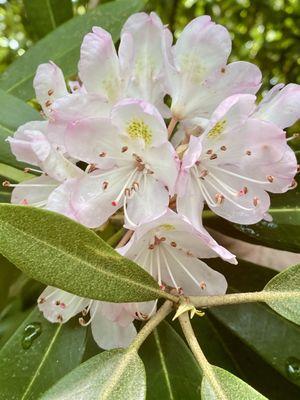 Rhododendron